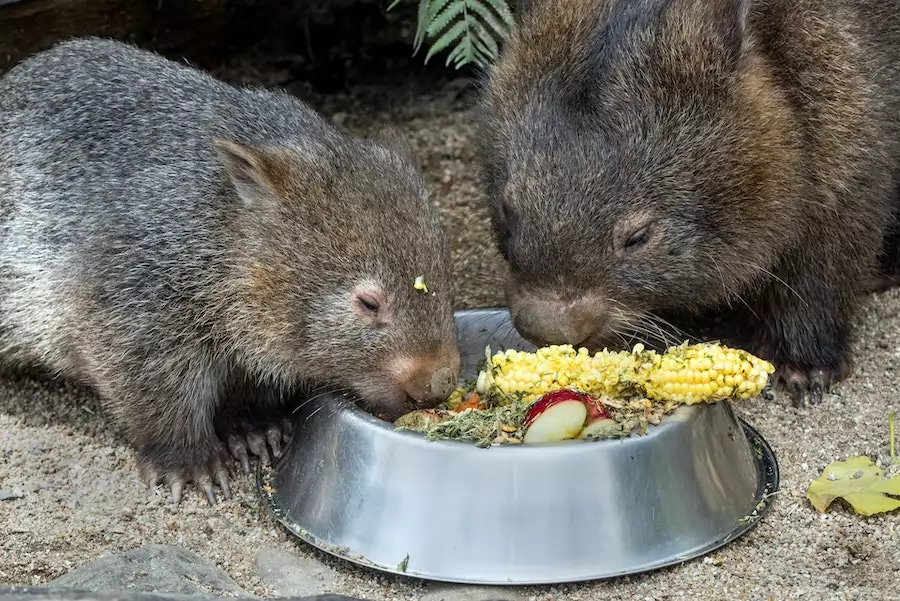 wombats being fed a bowl of food