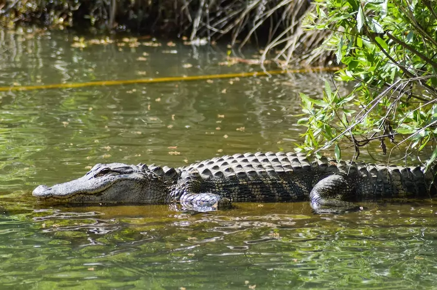 alligator in water