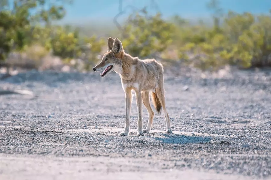 coyote standing in grassland