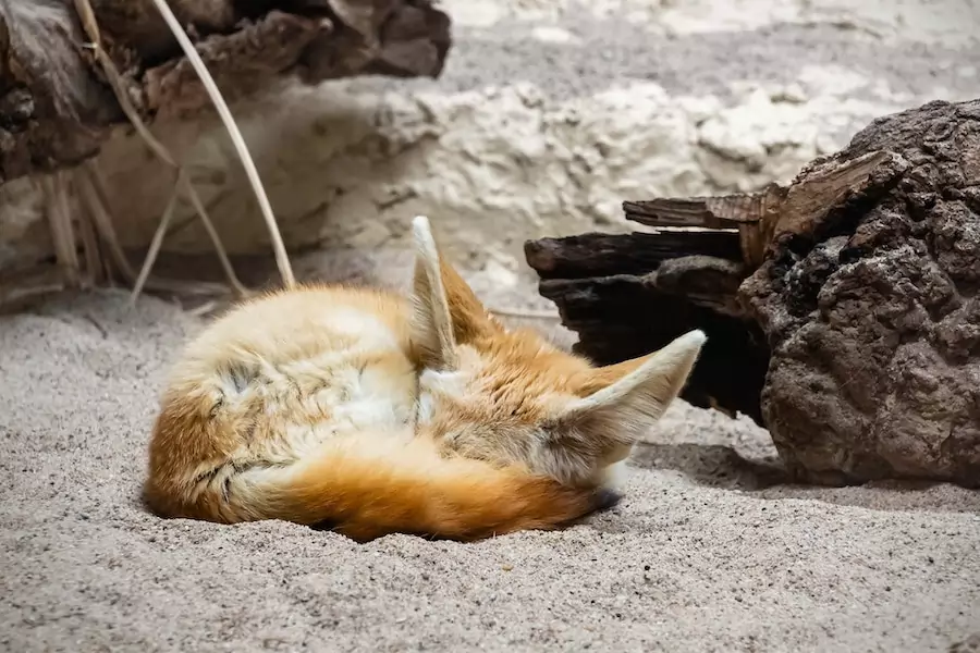 fennec fox curled up asleep