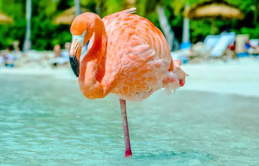 flamingo standing on one foot in water