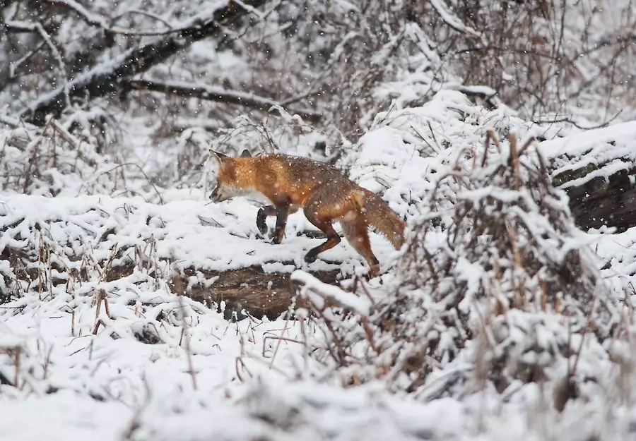 fox walking in snow