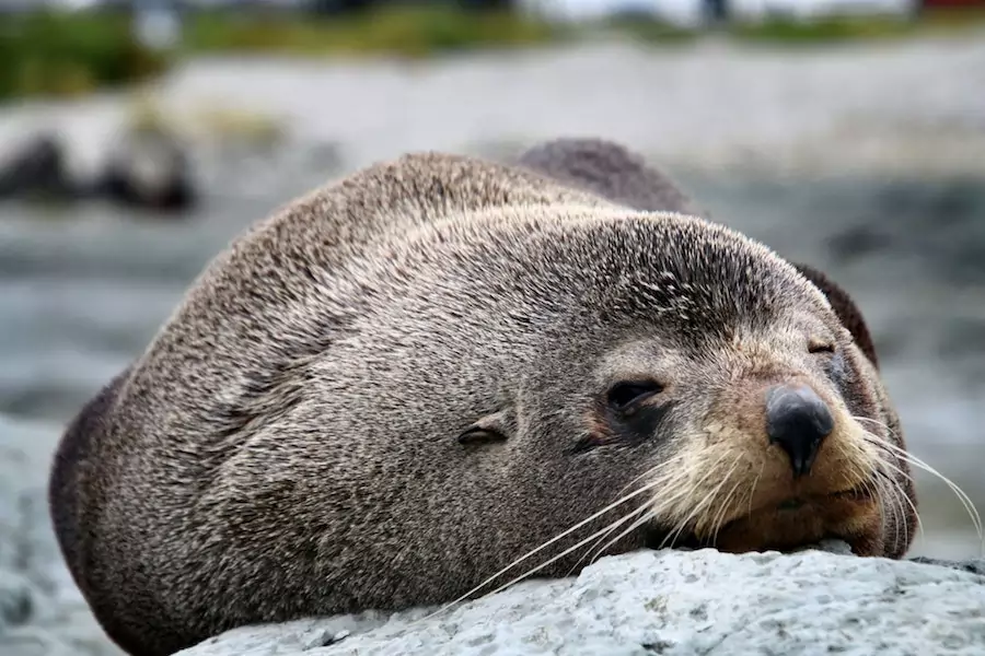 fur seal