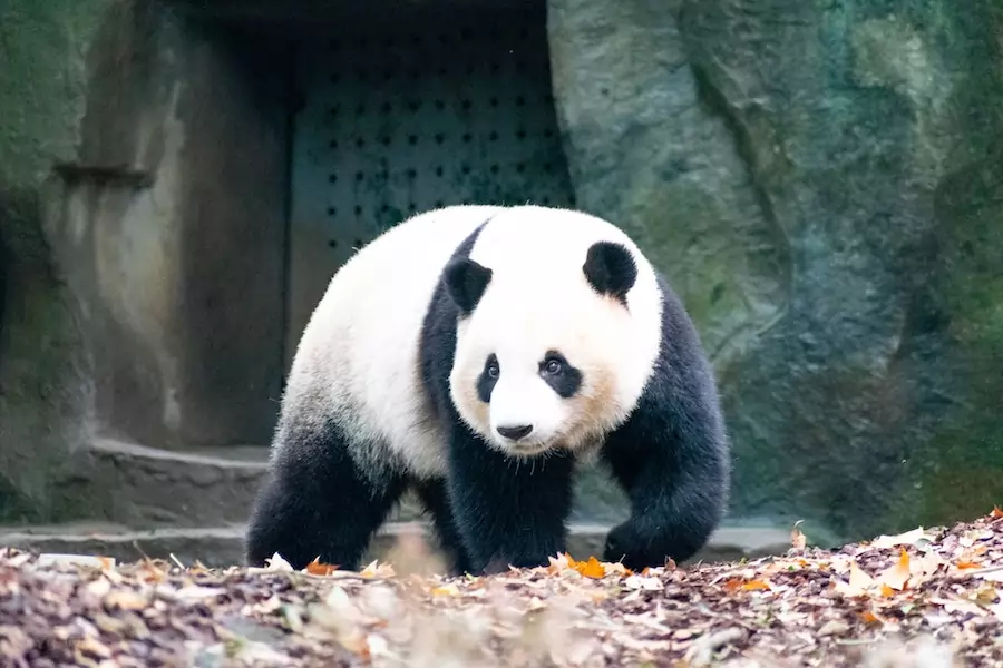 giant panda