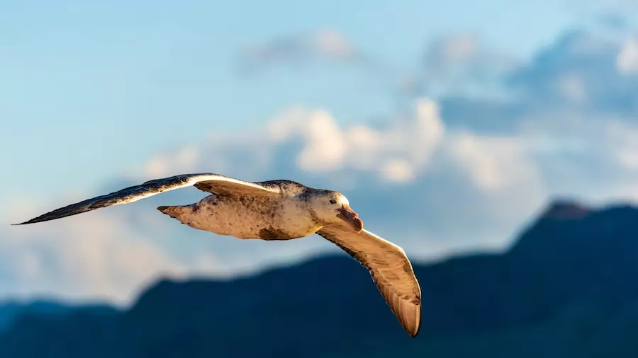 giant petrel in flight