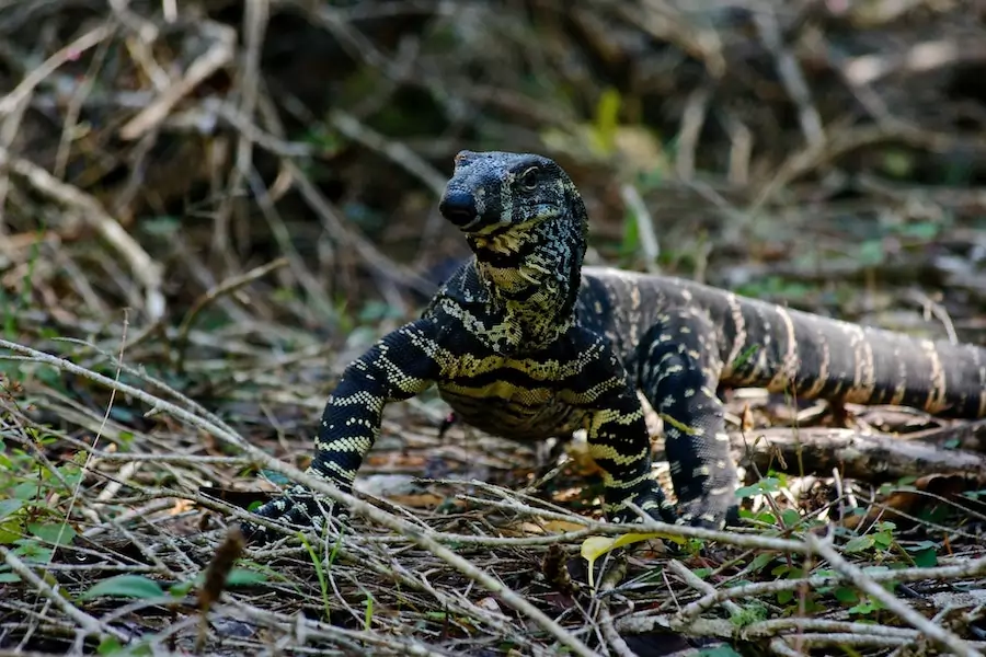 gila monster