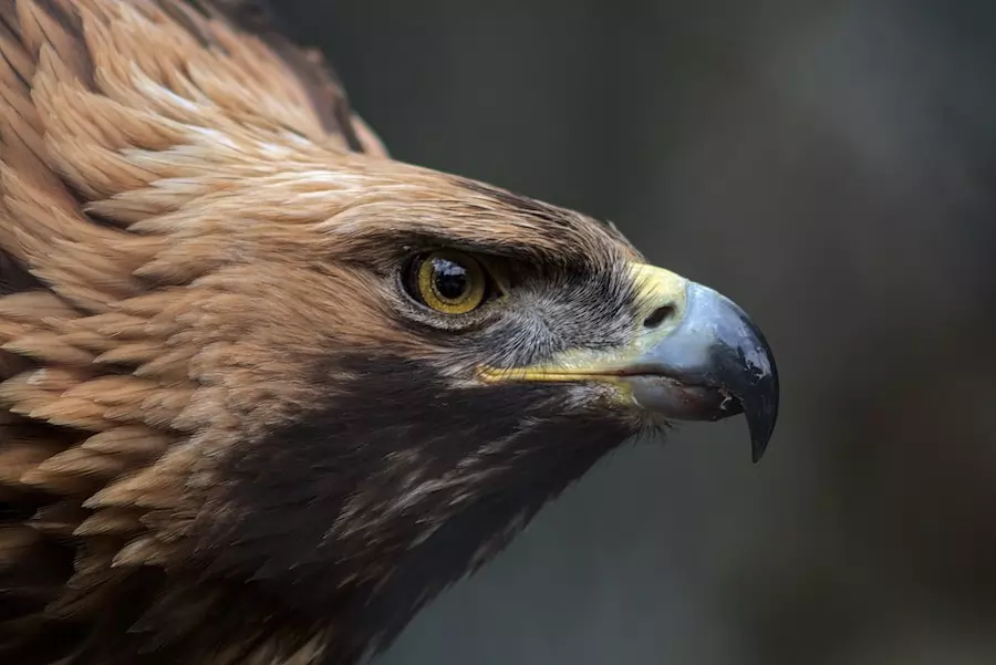 what eats coyotes - image showing the head of a golden eagle