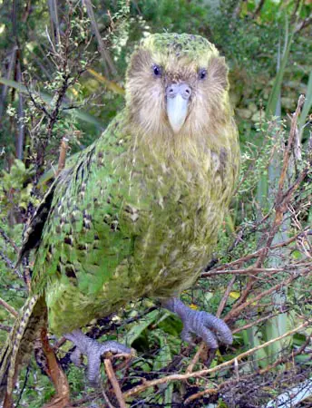 kakapo parrot