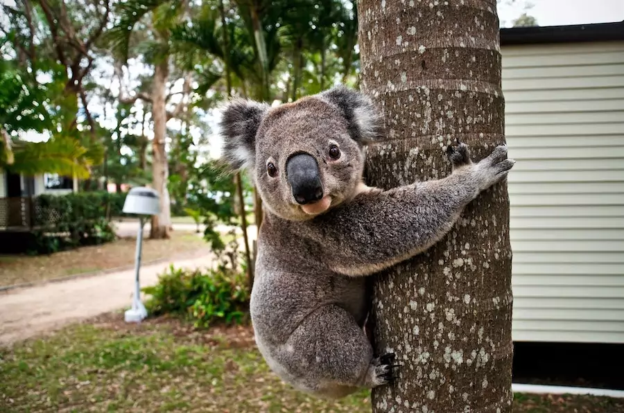 koala clinging to a tree trunk