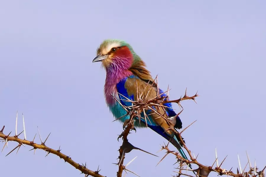 lilac-breasted roller perched on a branch