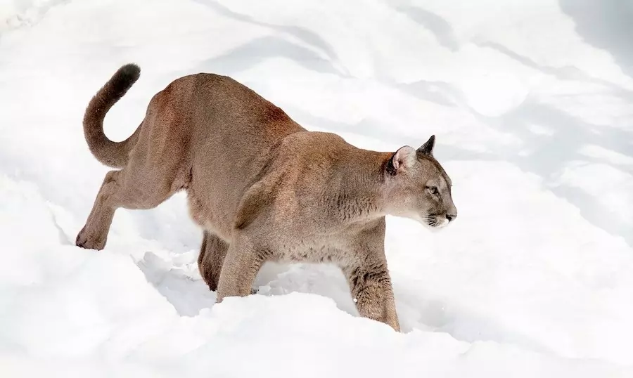 mountain lion treading through snow