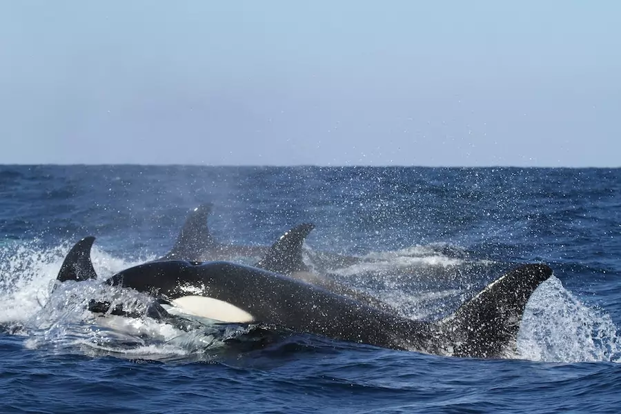 orca swimming on ocean surface