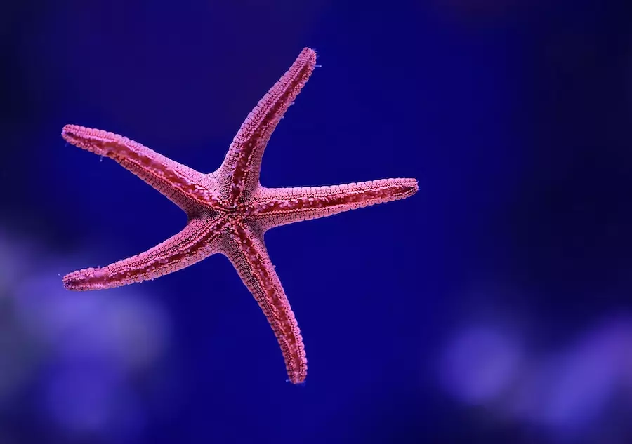 slowest animals - pink starfish