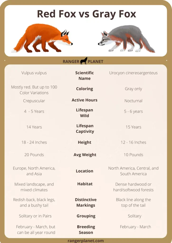 red fox vs gray fox comparison chart