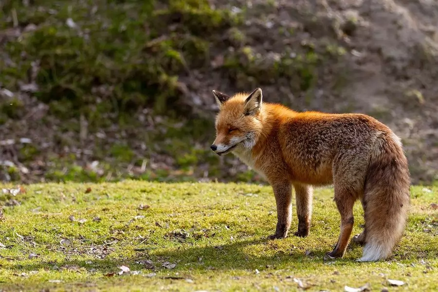 red fox standing on grass