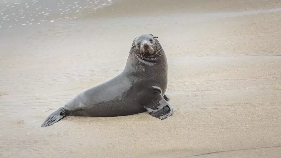 sea lion on a beach