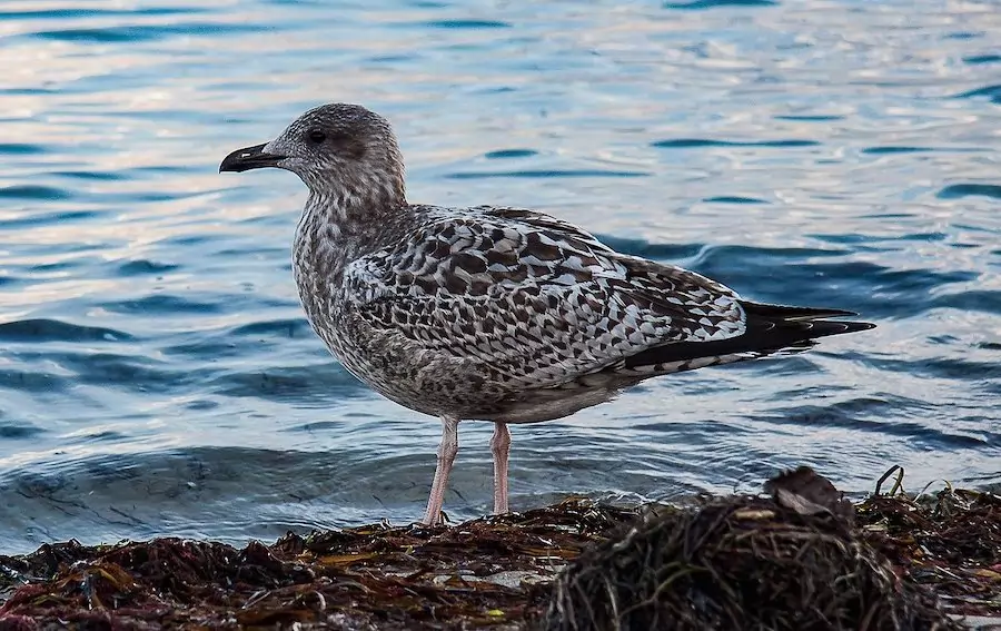 skua standing on rock next to water