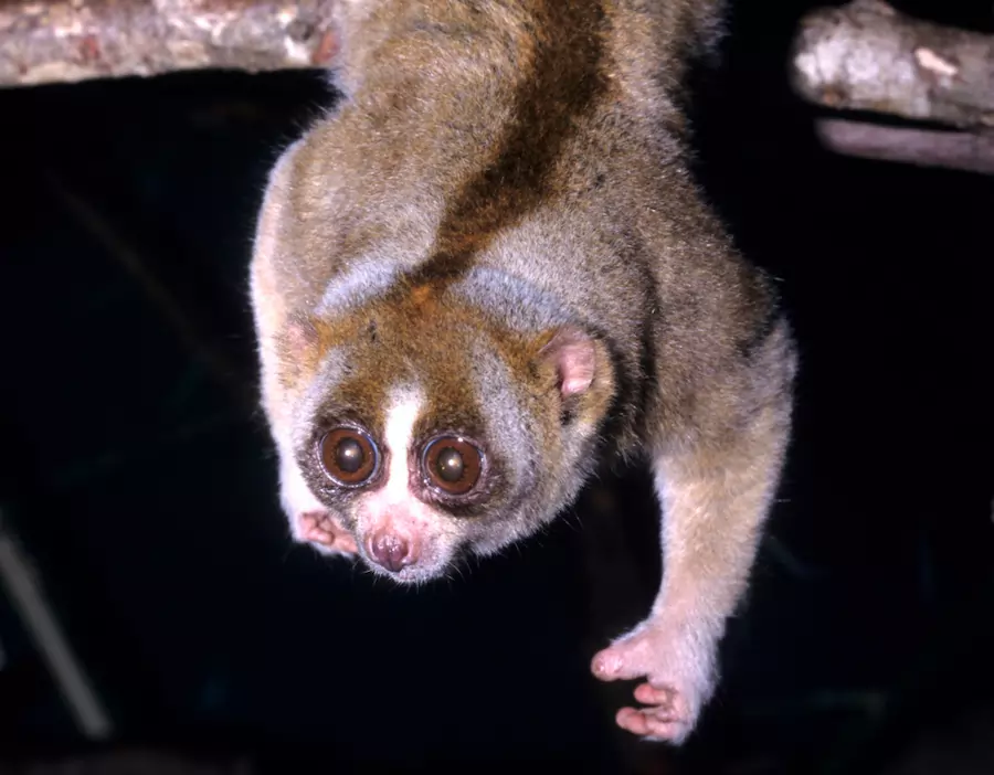 slow loris