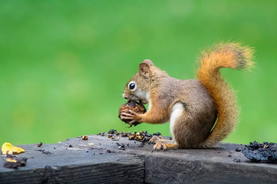 squirrel eating