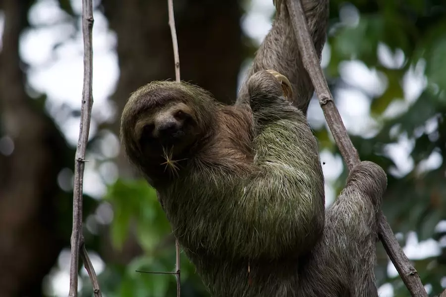 three toed sloth