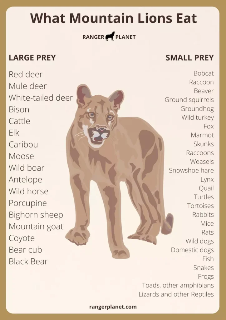 What Do Mountain Lions Eat? Complete List of a Cougar’s Prey