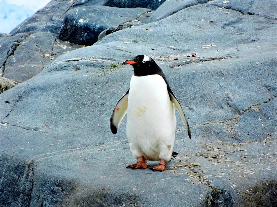 what eats penguins - penguin standing on rocks