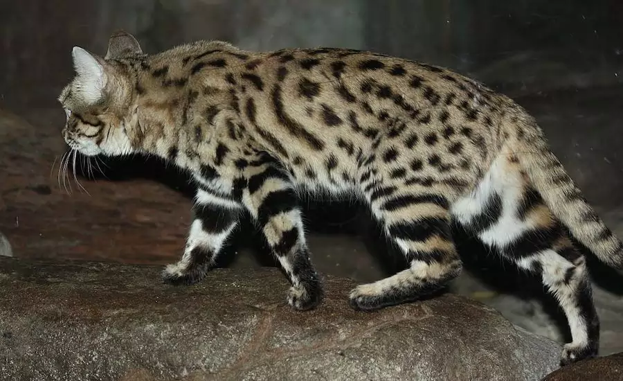 black-footed cat