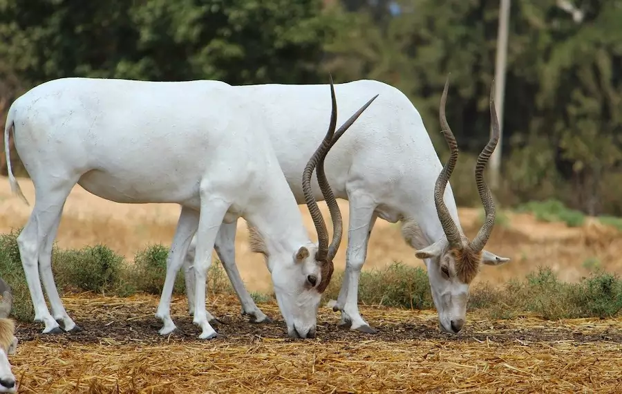 addax antelope