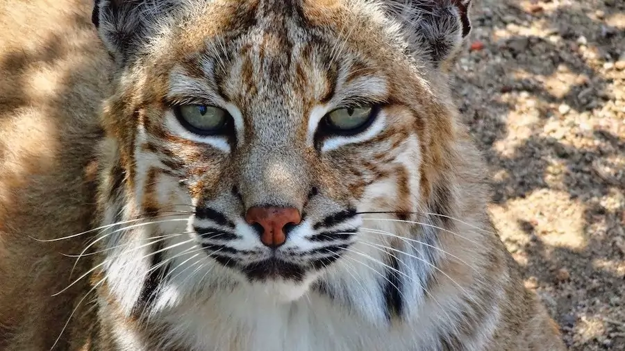 bobcat