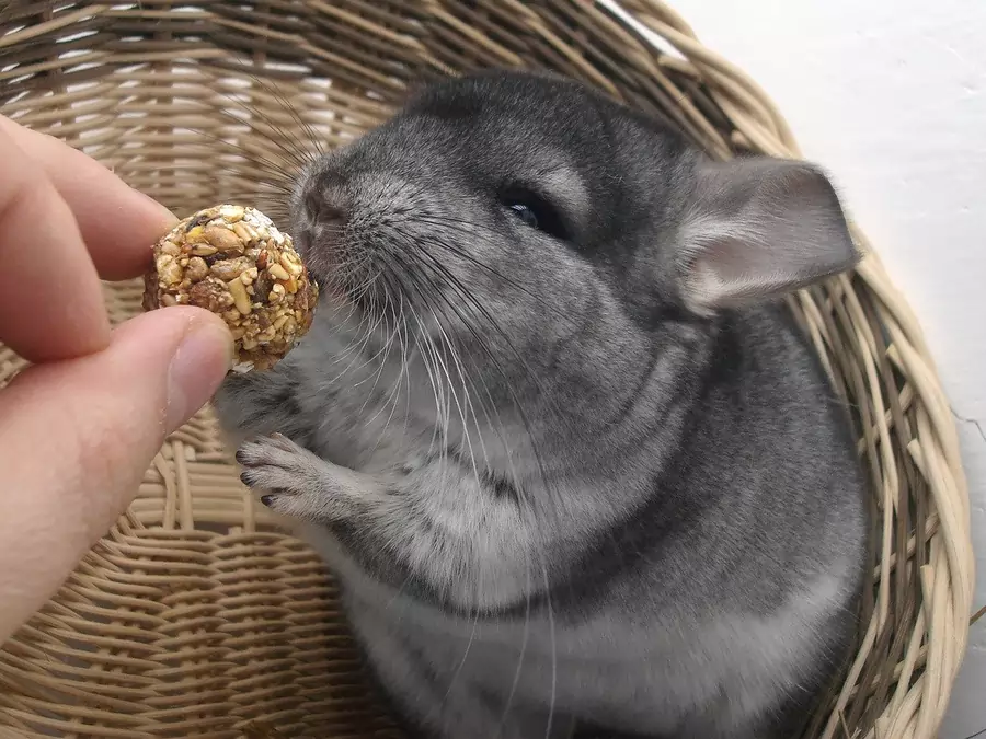 chinchilla