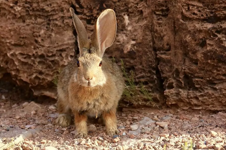 desert cottontail rabbit