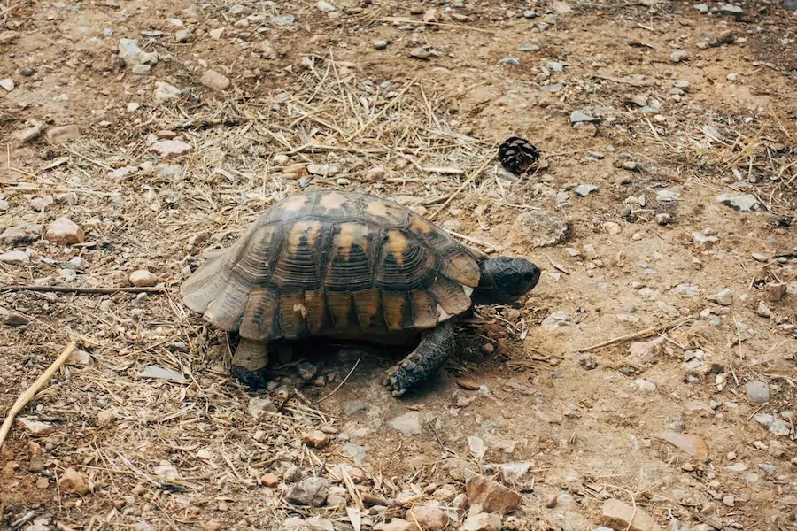 animals that live in the desert - desert tortoise