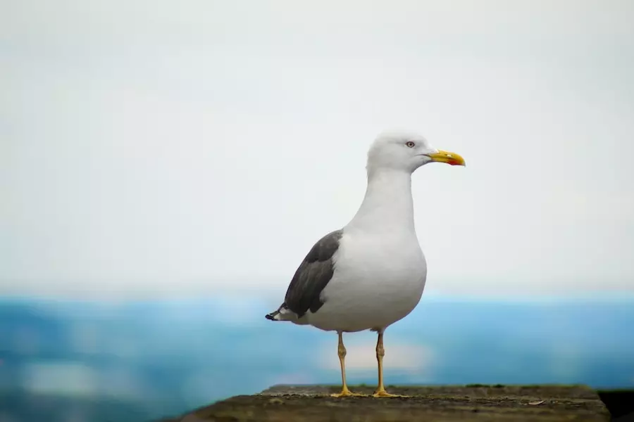 do seagulls sleep