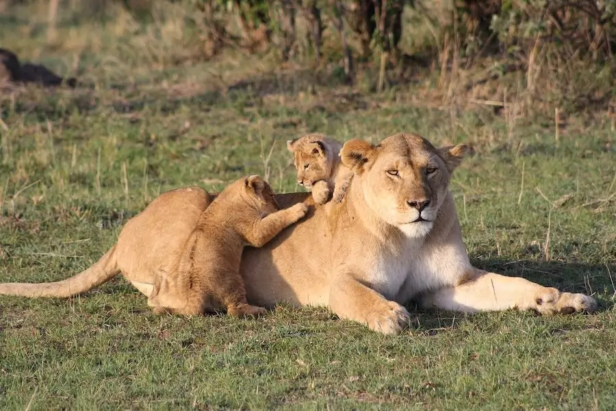 facts about lions - lion cubs