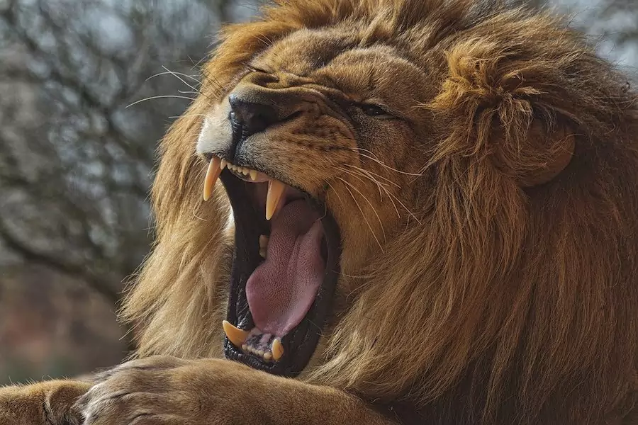 facts about lions - lions roar loudly