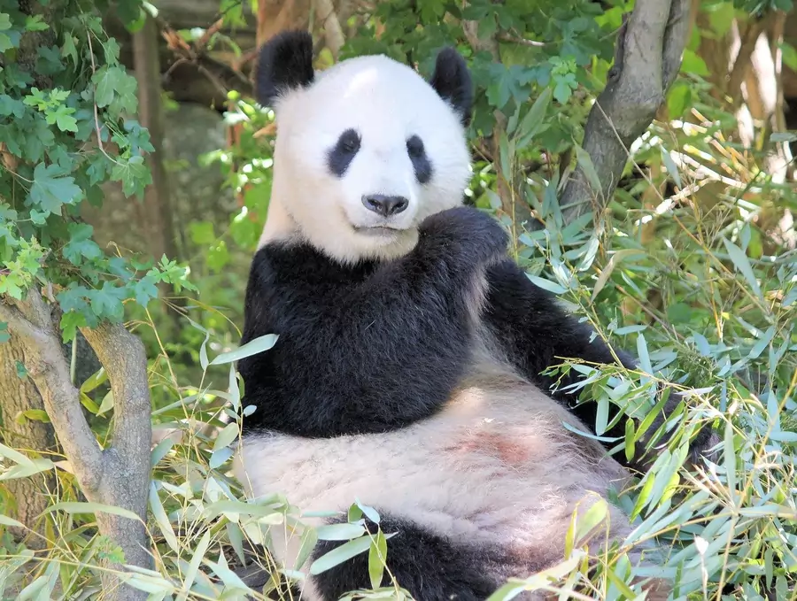 cutest wild animals - giant panda
