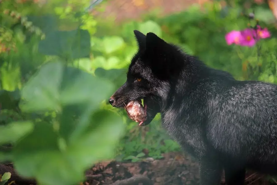 gray fox facts - gray fox holding food in jaws