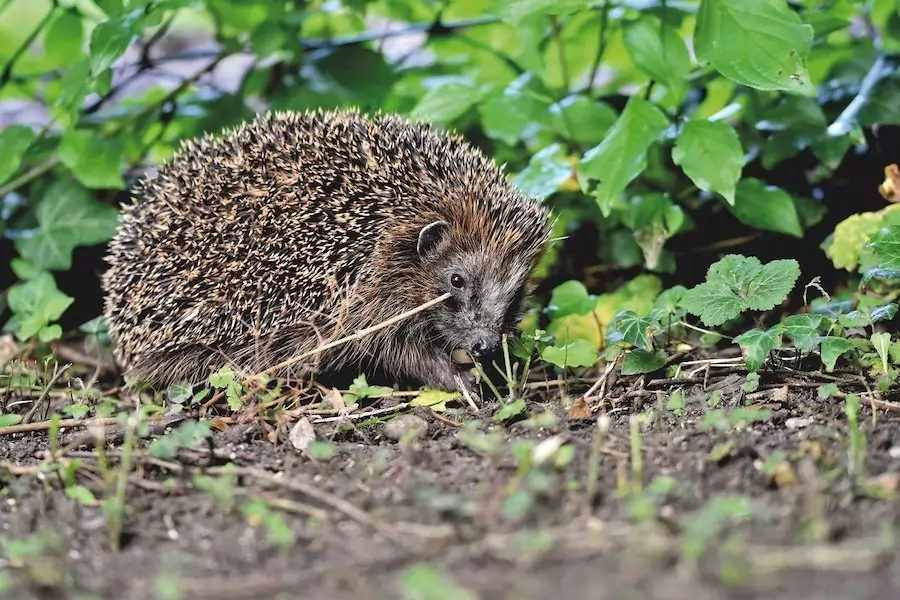 hedgehog in the wild