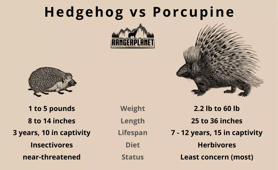 hedgehog vs porcupine