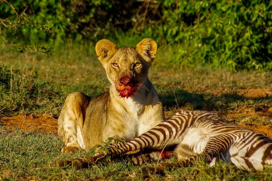 lioness eating