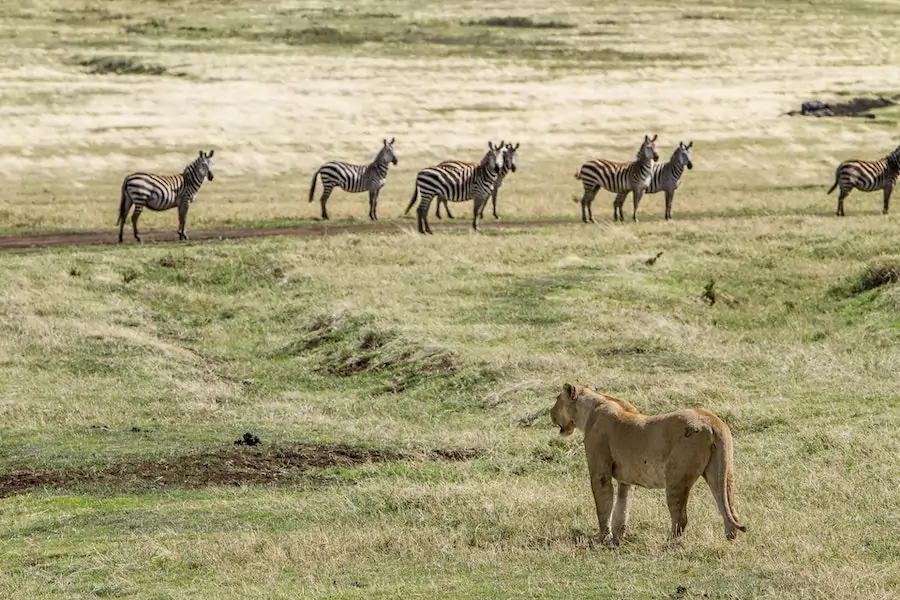 lioness hunting