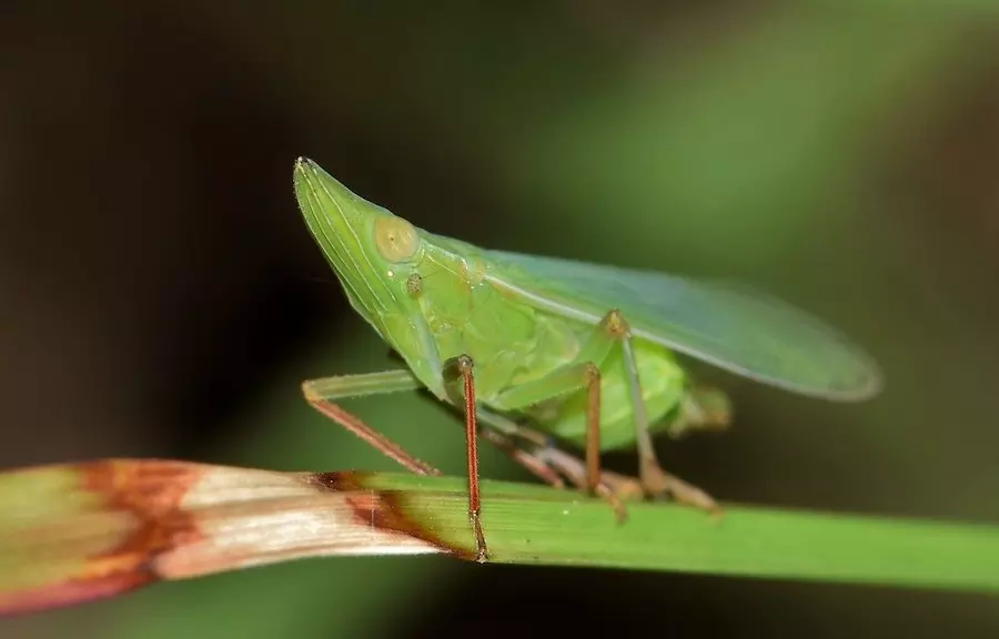 animals that live in the desert - planthopper