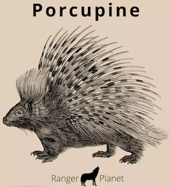 outline image of porcupine