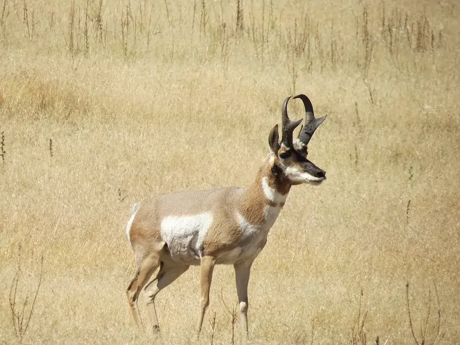 pronghorn antelope