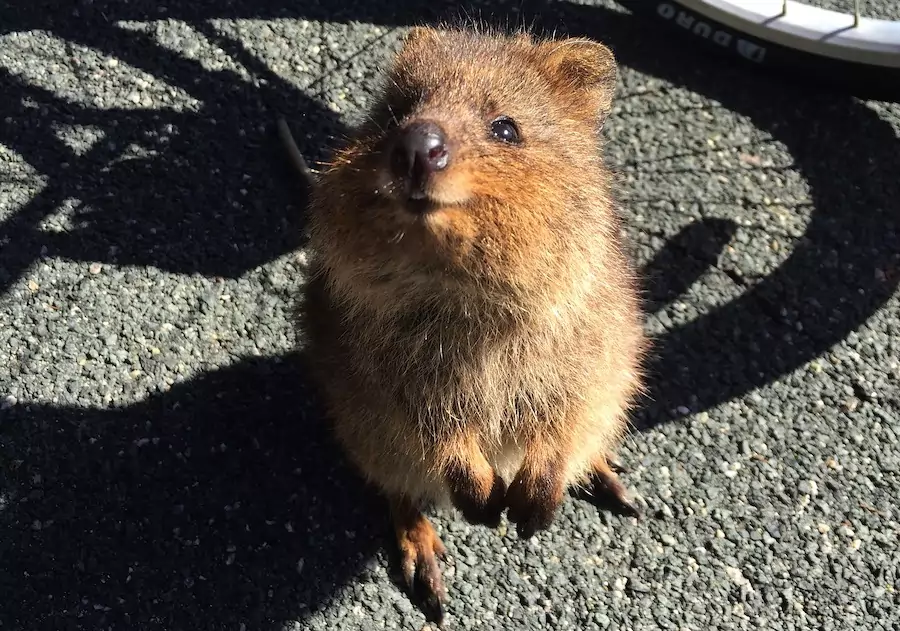 quokka