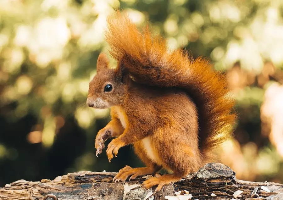 red squirrel