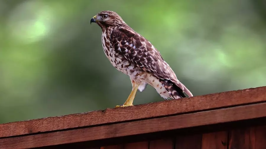 red-tailed hawk