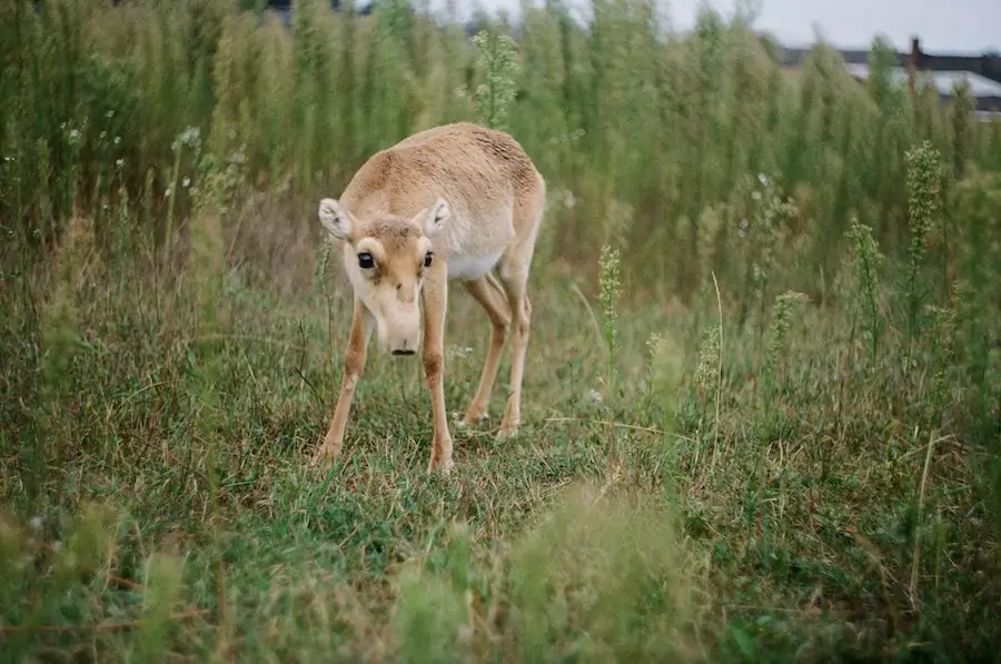 animals that live in the desert - saiga