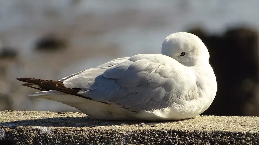 seagull resting with beak tucked in to feathers