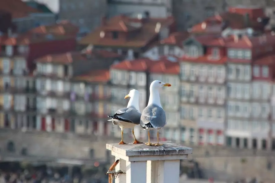 seagulls perched on roof top